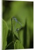 Damselfly - mating by Anonymous