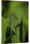 Damselfly - mating by Anonymous