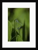 Damselfly - mating by Anonymous