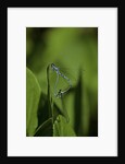 Damselfly - mating by Anonymous