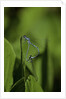 Damselfly - mating by Anonymous