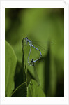 Damselfly - mating by Anonymous