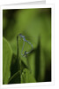 Damselfly - mating by Anonymous