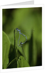 Damselfly - mating by Anonymous