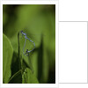 Damselfly - mating by Anonymous
