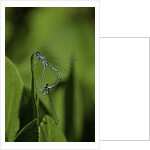 Damselfly - mating by Anonymous