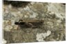 Aiolopus strepens (grasshopper) - on stone by Anonymous