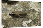 Aiolopus strepens (grasshopper) - on stone by Anonymous