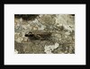 Aiolopus strepens (grasshopper) - on stone by Anonymous