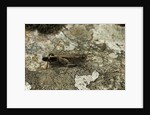 Aiolopus strepens (grasshopper) - on stone by Anonymous