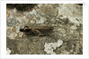 Aiolopus strepens (grasshopper) - on stone by Anonymous