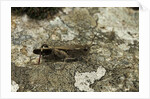 Aiolopus strepens (grasshopper) - on stone by Anonymous