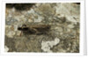 Aiolopus strepens (grasshopper) - on stone by Anonymous