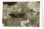 Aiolopus strepens (grasshopper) - on stone by Anonymous