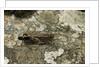 Aiolopus strepens (grasshopper) - on stone by Anonymous