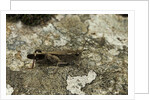 Aiolopus strepens (grasshopper) - on stone by Anonymous