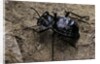 Akis bacarozzo (darkling beetle) by Anonymous
