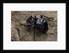 Akis bacarozzo (darkling beetle) by Anonymous