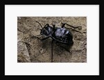 Akis bacarozzo (darkling beetle) by Anonymous