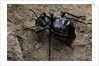 Akis bacarozzo (darkling beetle) by Anonymous