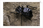 Akis bacarozzo (darkling beetle) by Anonymous