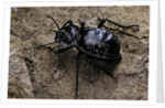 Akis bacarozzo (darkling beetle) by Anonymous
