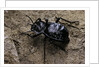 Akis bacarozzo (darkling beetle) by Anonymous