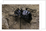 Akis bacarozzo (darkling beetle) by Anonymous