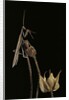 Ameles decolor (praying mantis) by Anonymous