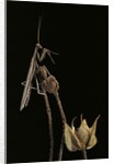 Ameles decolor (praying mantis) by Anonymous