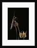 Ameles decolor (praying mantis) by Anonymous
