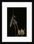 Ameles decolor (praying mantis) by Anonymous