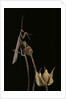 Ameles decolor (praying mantis) by Anonymous