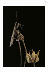 Ameles decolor (praying mantis) by Anonymous