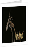 Ameles decolor (praying mantis) by Anonymous