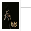 Ameles decolor (praying mantis) by Anonymous