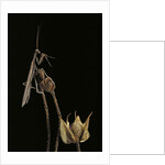 Ameles decolor (praying mantis) by Anonymous