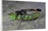Ammophila sabulosa (red-banded sand wasp) - carrying his prey by Anonymous