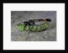 Ammophila sabulosa (red-banded sand wasp) - carrying his prey by Anonymous