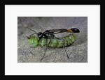 Ammophila sabulosa (red-banded sand wasp) - carrying his prey by Anonymous