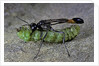 Ammophila sabulosa (red-banded sand wasp) - carrying his prey by Anonymous