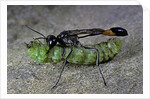 Ammophila sabulosa (red-banded sand wasp) - carrying his prey by Anonymous
