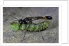 Ammophila sabulosa (red-banded sand wasp) - carrying his prey by Anonymous