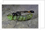 Ammophila sabulosa (red-banded sand wasp) - carrying his prey by Anonymous