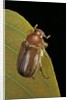 Amphimallon majalis (european chafer) by Anonymous
