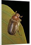 Amphimallon majalis (european chafer) by Anonymous