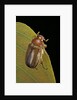 Amphimallon majalis (european chafer) by Anonymous