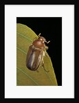 Amphimallon majalis (european chafer) by Anonymous