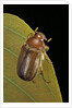 Amphimallon majalis (european chafer) by Anonymous