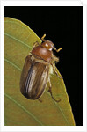 Amphimallon majalis (european chafer) by Anonymous
